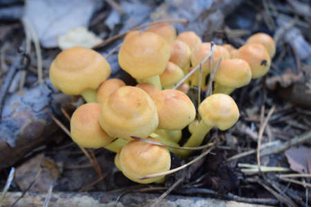 Mushrooms Wild in the forest. Wild, autumn forest mushrooms. selective focus.