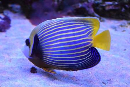 Tropical Fish-angel in reef tank. Fish-emperor is a reef-associated fish native to the Indian and...