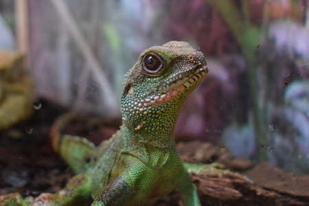 Asian water dragon stands alone, shedding skin on the back. It is a species of agamid lizard native...