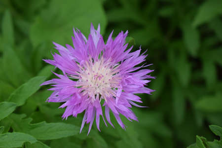 Centaurea dealbata (the Persian or whitewash cornflower). Close-up beautiful purple flower in spring...