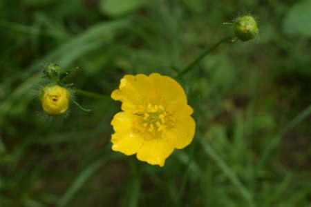 Ranunculus acris (meadow buttercup, tall buttercup, giant buttercup). Close up of a Common Buttercup...