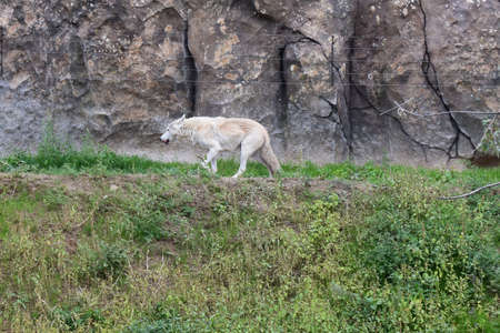 Wild predatory dangerous wolf. white wolf in a zoo.
