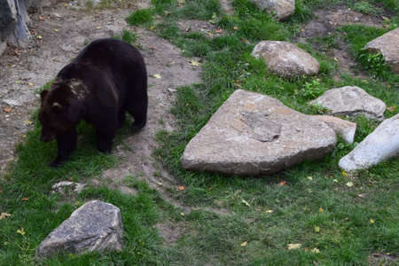 The Eurasian brown bear (Ursus arctos arctos) also known as the common brown bear, European brown bear or European bear.の写真素材