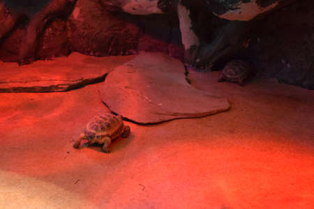 big turtle. African Spurred Tortoise in the terrarium. African spurred tortoise, which is one of the...