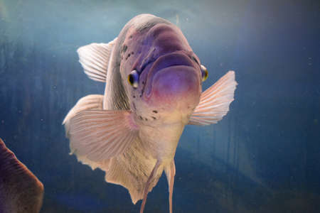 Beautiful tilapia fish in water tank