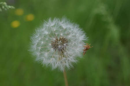Closed Bud of a dandelion. Dandelion white flowers in green grass. High quality photo. Dandelion clock, close-up, Ripe dandelion white with seeds.の写真素材