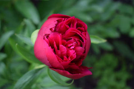 Large purple peony, many petals and juicy flower in the bush. Purple peony flowers as a summer floral concept. Care of garden peonies and plants. Landscape design in parkの写真素材