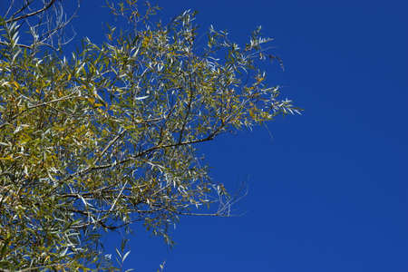 Branches of colourful leaves and tree in fall, Orange, golden yellow leaves in Autumn with blue sky...