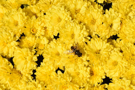 Unwrapped flowers of yellow chrysanthemums. Yellow chrysanthemums in the park in autumnの写真素材