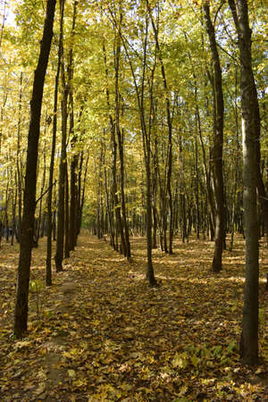 Colorful foliage in the autumn park. Path in autumn park with golden leaves on sunny weather.の写真素材