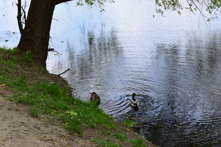 Duck and drake swim along the grassy shore. Wildlife in the city. Birds on the river bank in the city.の写真素材
