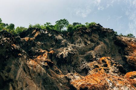 Trees on the limestone cliff.の写真素材