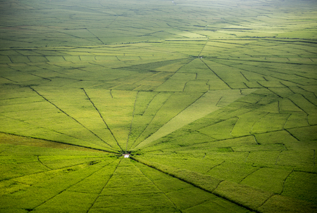 Spider web rice field in Ruteng, Flores island, Indonesia.の写真素材