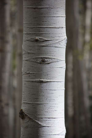 Close up detail of aspen tree trunk with white bark and knots Colorado Americaの写真素材