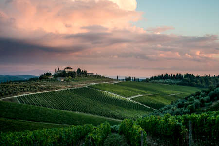 Look over Vineyard in Tuscany at sunsetの写真素材