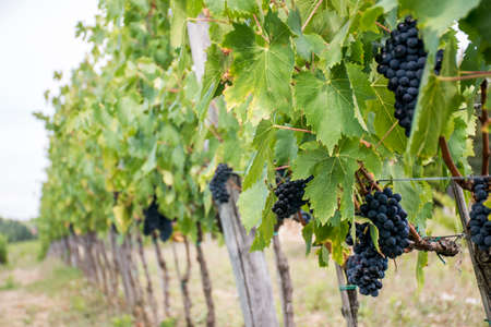 Wineyard in Italy Toscany - Chianti Red Wine before harvestの写真素材