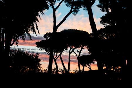 Sunset at a beach in Livorno San Vincenzo with the shape of treesの写真素材
