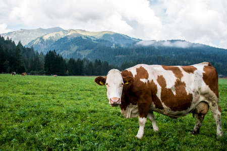 Cow at the Seekaralm in Austria near the Achensee looking inside the Cameraの写真素材