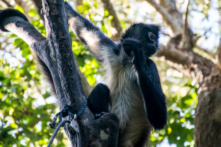 Wild monkey in the trees in Mexico Yucatanの写真素材