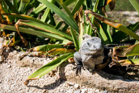 Mexico wildlife free iguana living near the beachの写真素材