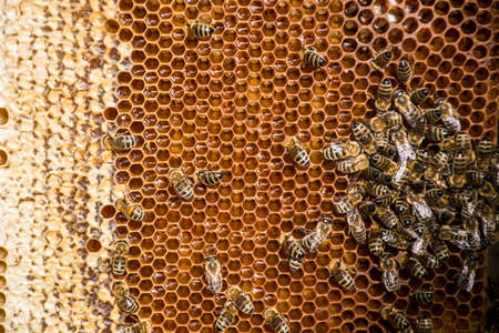 Beekeeper making fresh golden honey from his honey bees