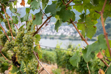 white Wine grapes in the german Region Moselle River Winningen 15の写真素材