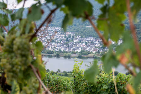 white Wine grapes in the german Region Moselle River Winningen 14