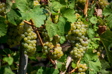 white Wine grapes in the german Region Moselle River Winningen 12の写真素材