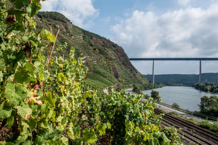 Famous German Wine Region Moselle River with bridge in Winningenの写真素材