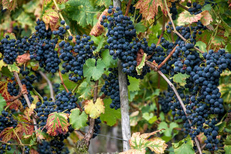Red Wine in the german Region Moselle River Winningen 2