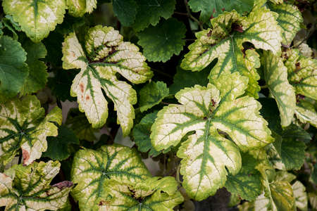 Leaves of Wine Region Moselle River Background 2の写真素材