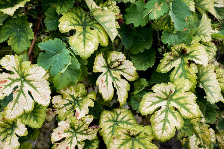 Leaves of Wine Region Moselle River Backgroundの写真素材