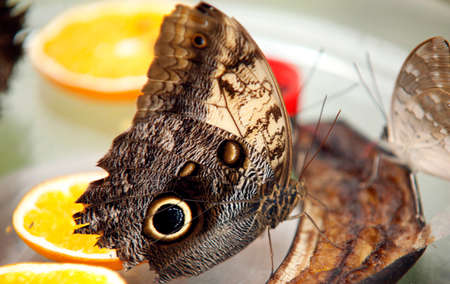 Colorful exotic Butterfly sitting on a Leaf Close up 5の写真素材