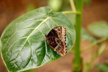 Colorful exotic Butterfly sitting on a Leaf Close up 9の写真素材