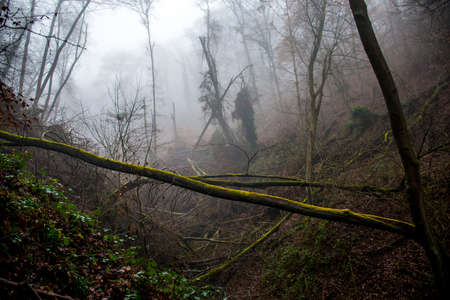 Hiking in the wood on a foggy day in nature