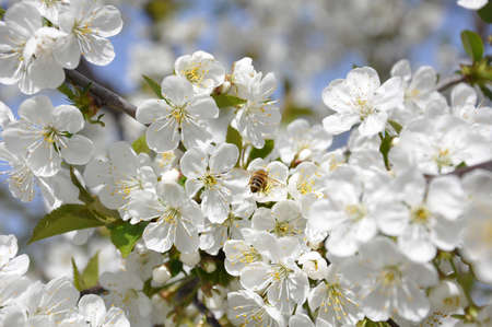Honey Bees on a cherry blossom flower collecting honey 3の写真素材