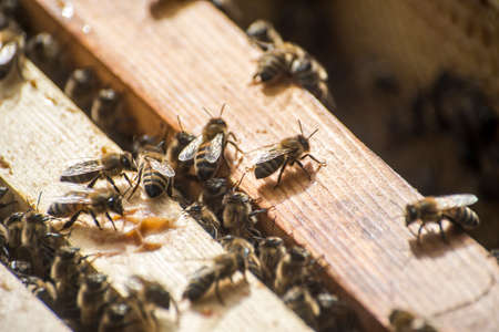 Honey bee beehive wooden Frame with wax honey