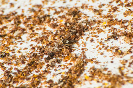 Honey bee beehive residue mixed with pollen and dead varroa acaridの写真素材
