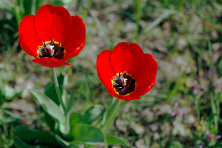 Beautiful flowers blossom growing puppy during springの写真素材