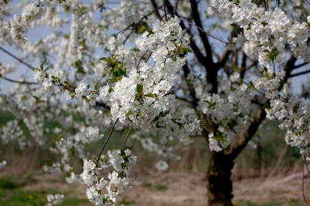 Beautiful cherry tree blossom growing in spring detail
