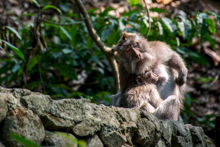 Bali Indonesia Ubud famous Monkey Forest Family 4