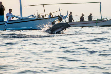 Bali Indonesia free Dolphin boat Watching at Lovina Beach 2の写真素材