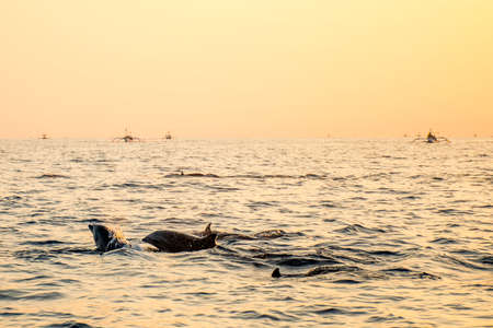 Bali Indonesia free Dolphin boat Watching at Lovina Beach 6の写真素材