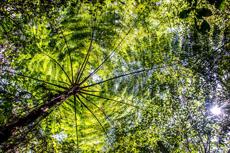 Bali Indonesia green palm tree in the Jungle lake Tamblingan