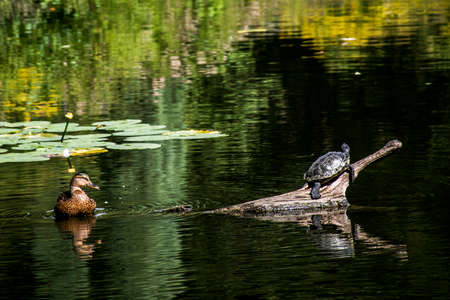 Hamburg City Park Green pond river water Turtle and duckの写真素材