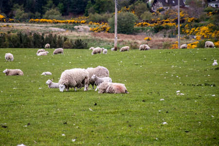 Sheep herd with baby sheep farm on green gras in scotlandの写真素材