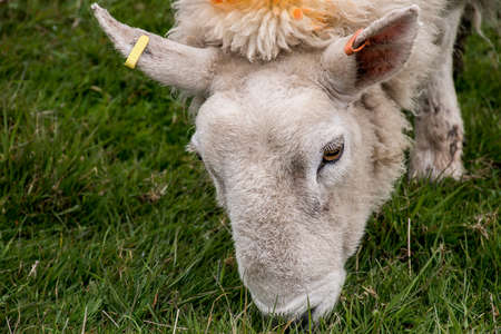 Sheep herd with baby sheep farm on green gras in scotland closeupの写真素材