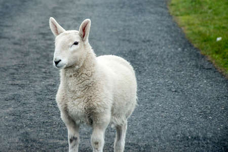 Sheep herd with baby sheep farm on green gras in scotland 3の写真素材