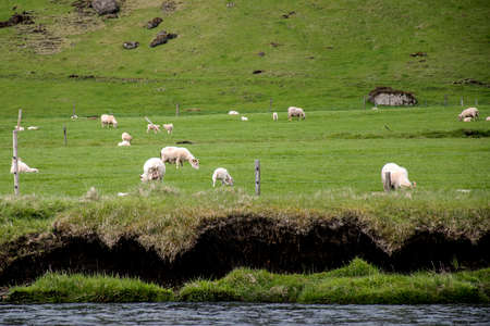 Epic Landscape in Iceland with green grass and sheepの写真素材