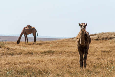 wildlife Camel looking inside Camera in Oman salalah landscape Arabicの写真素材